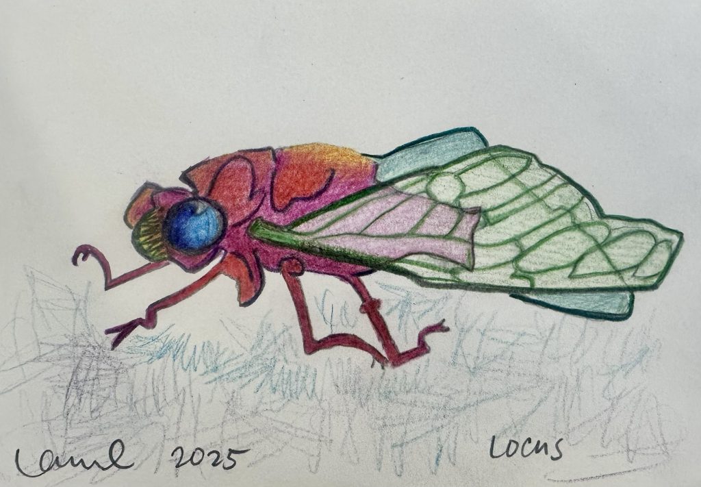 "Rainbow Locust" colored pencil drawing by Laurel Payne. A vibrant, stylized illustration of a cicada with a bright blue eye, a pink and red body, and translucent green wings.